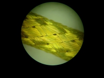Geflochtenes Gold unter Mikroskop