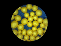 Goldkügelchen unter dem Mikroskop